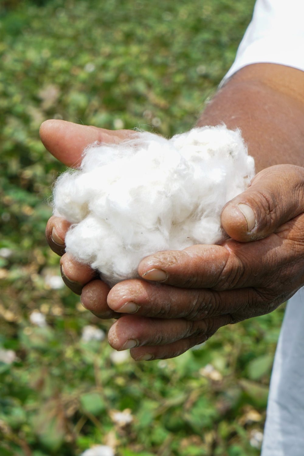 Regenerative Farming with our Fairtrade Farmers | Kowtow