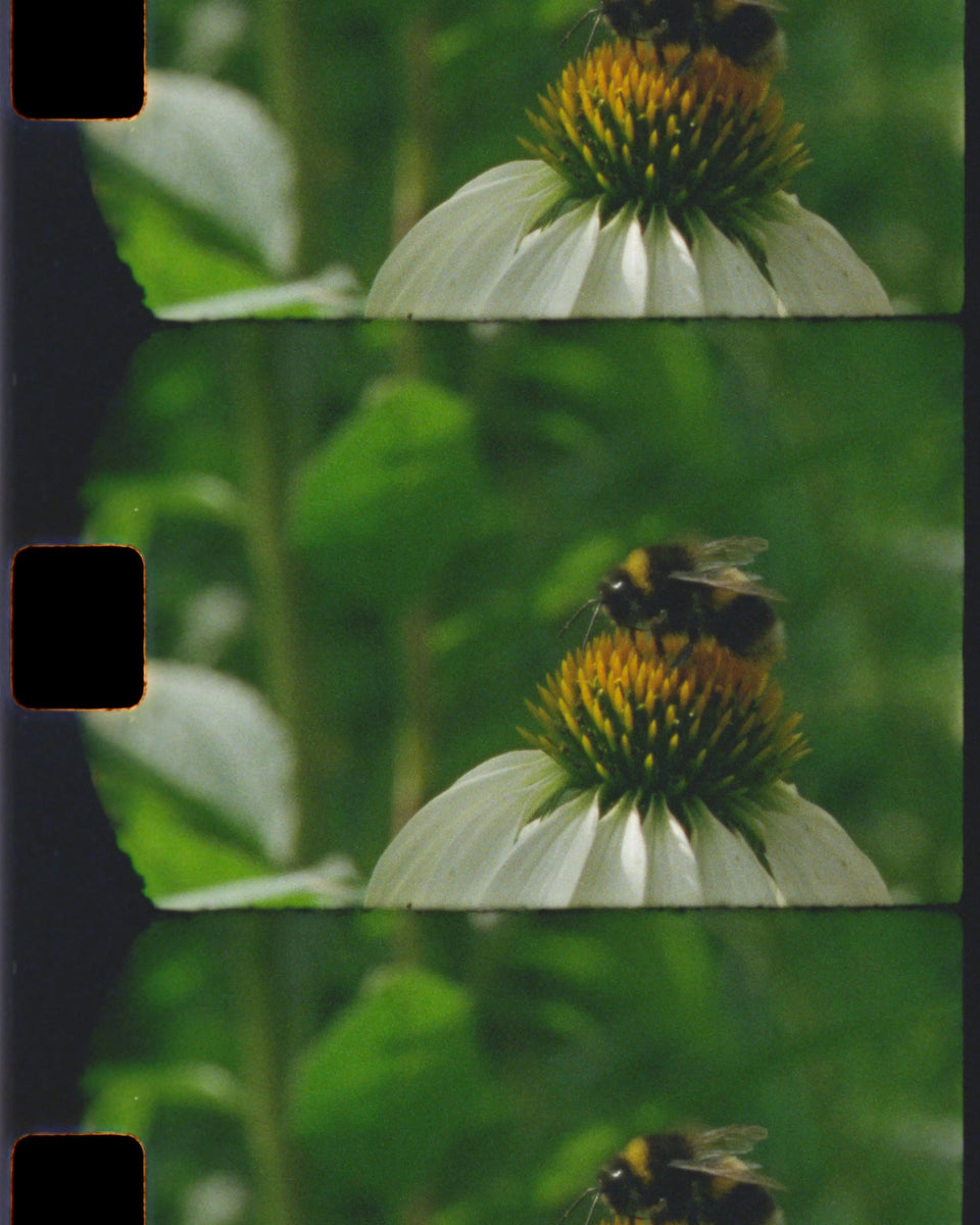 A close-up of a film strip showing a bumblebee pollinating white coneflowers with a yellow-orange center, set against a soft green leafy background. 